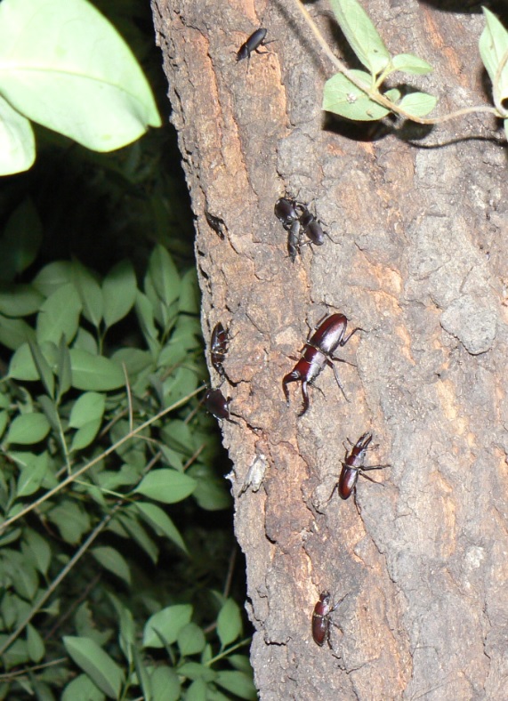 団地前のクヌギ_いつもの樹液でノコギリクワガタ2♂3♀とコクワガタ2♂2♀_2021年6月10日19時50分頃 気温25度